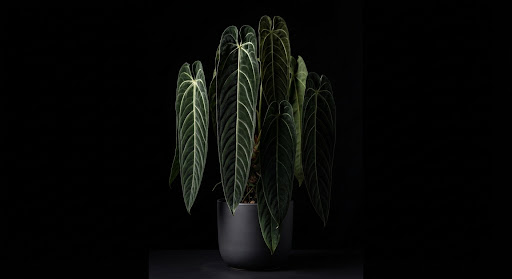 Anthurium Warocqueanum Kraliçe Anthurium