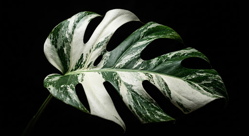 Monstera Deliciosa Albo Variegata Köklü Çelik