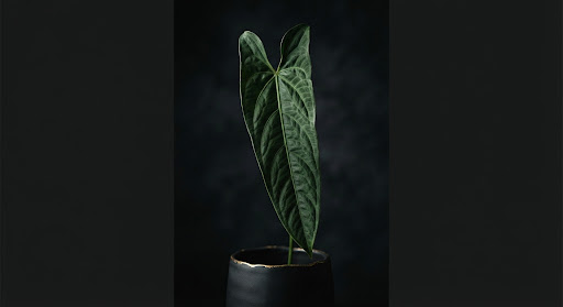 Philodendron Spiritus Sancti Ege Anaç Klonu